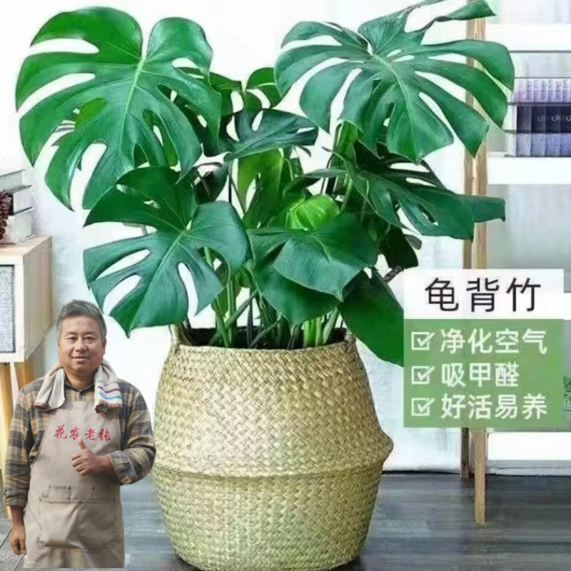 【花农老张】（原土原盆）龟背竹观叶植物室内客厅办公室大盆栽绿植