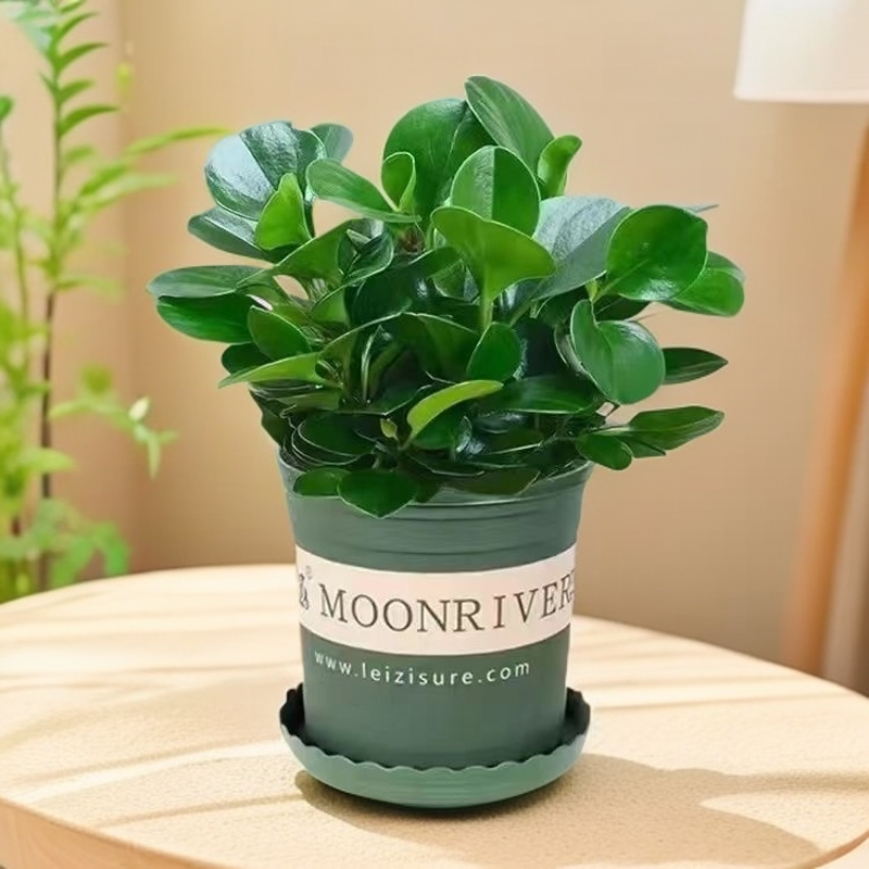 豆瓣绿碧玉盆栽水培土培吸水盆室内桌面小盆栽净化空气懒人好养
