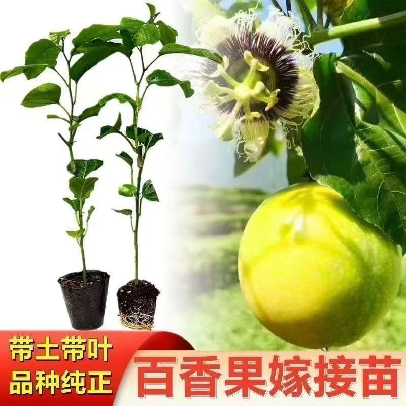 黄金九号百香果苗百香果嫁接树苗南北方四季种植盆栽地栽多次结果