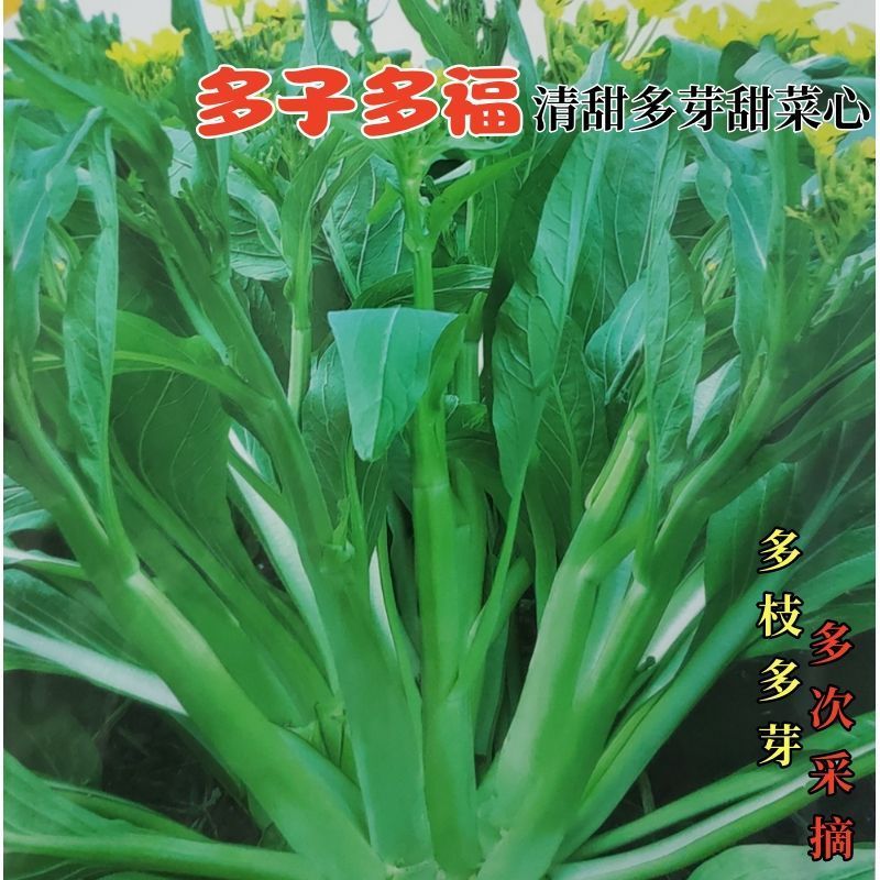 多枝多芽清甜菜心种子 广东菜菜苔 春夏秋季种子甜菜过冬蔬菜种子