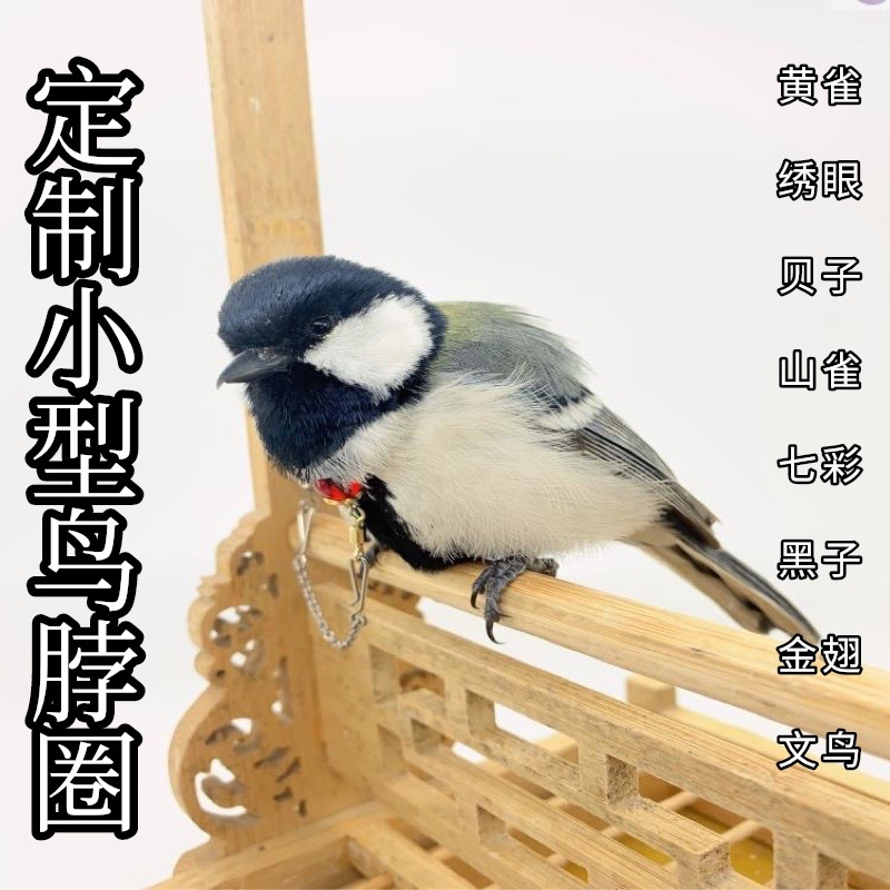 大山雀贝子雀黄脖套栓鸟链子不锈钢鹦鹉脖圈绣眼文鸟小型鸟类脖套