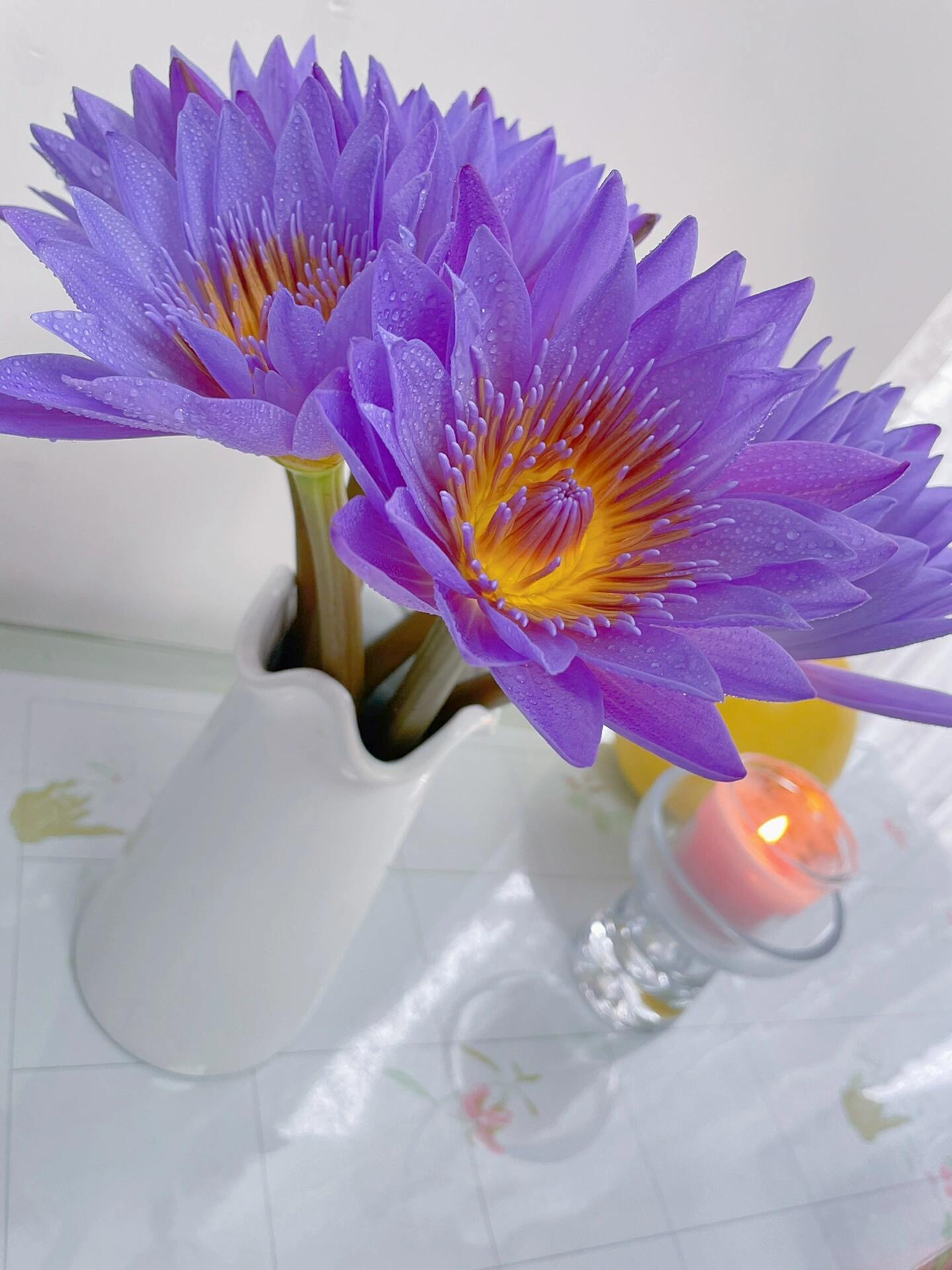 鲜花紫色睡莲鲜花广州睡莲基地直发植物鲜花批发