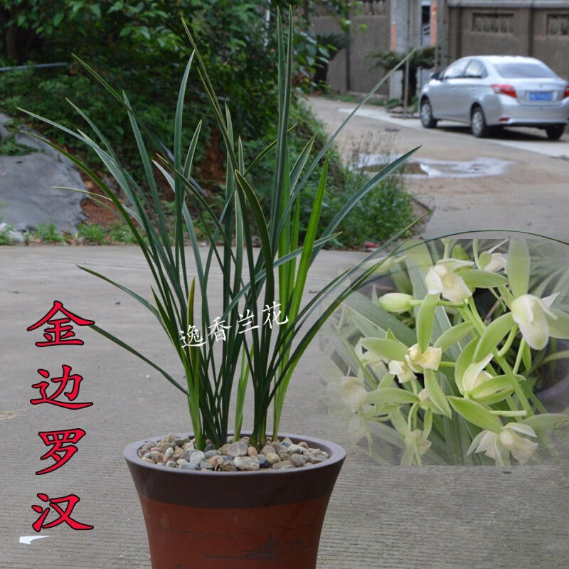 建兰细叶兰花苗边艺 罗汉 叶艺清香型客厅观花植物绿植盆栽花卉