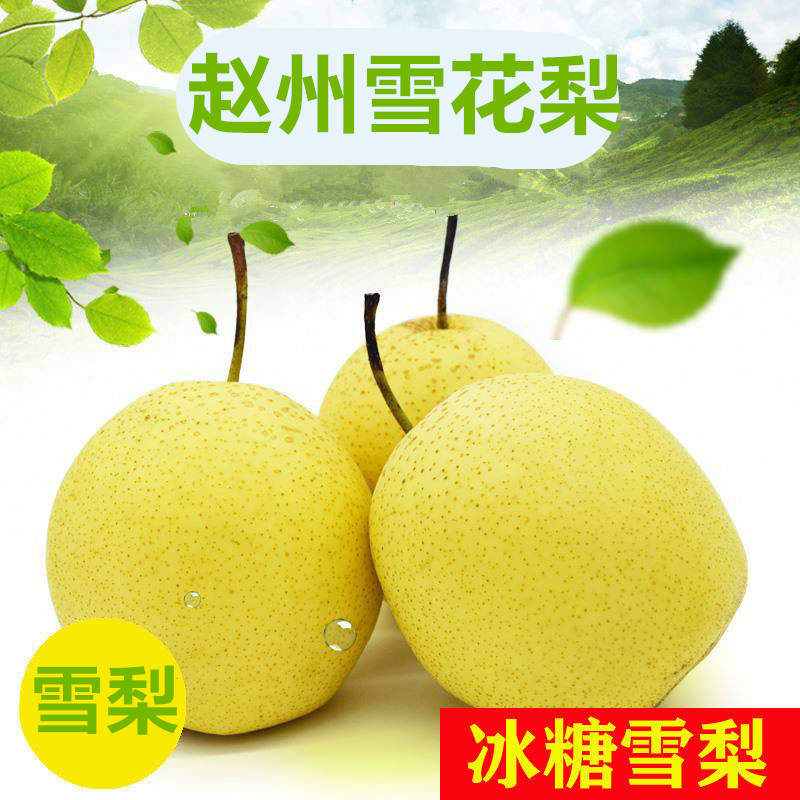 （熬梨水）赵县雪花梨河北雪梨5/9斤新鲜食用雪梨赵州雪花梨销煲汤