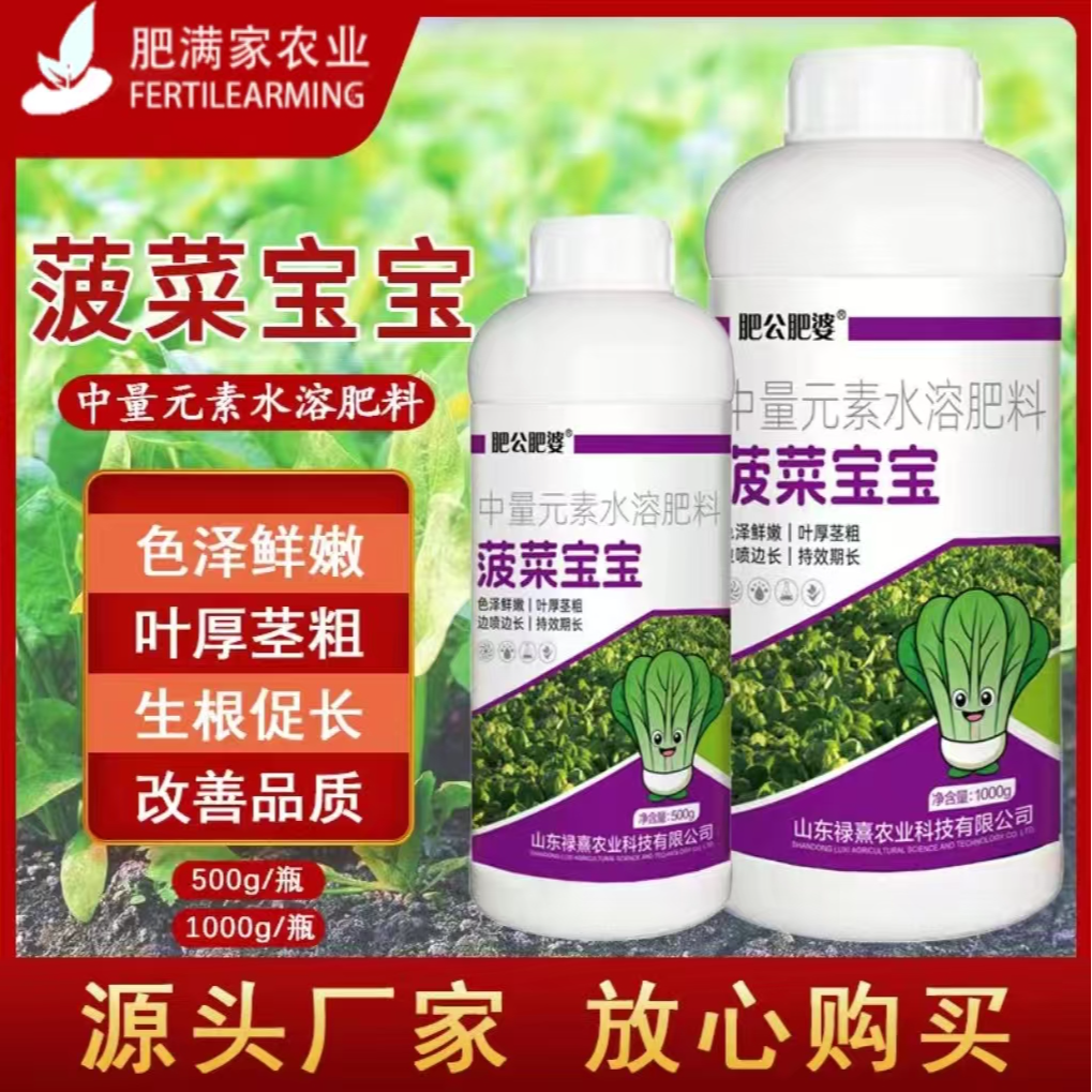 肥公肥婆菠菜宝宝叶菜提苗壮根色泽鲜嫩叶厚茎粗口感好防病抗旱叶