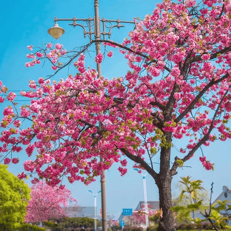日本樱花树苗花卉南北方庭院别墅风景绿化植物室外好养的四季开花