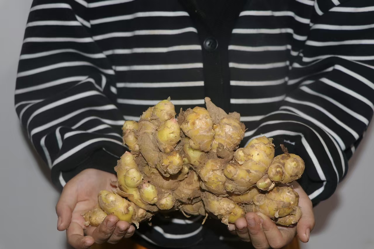 鲁山张良姜（新挖）辛温柔和，早午餐凉拌，道地药食两用，可食可养生