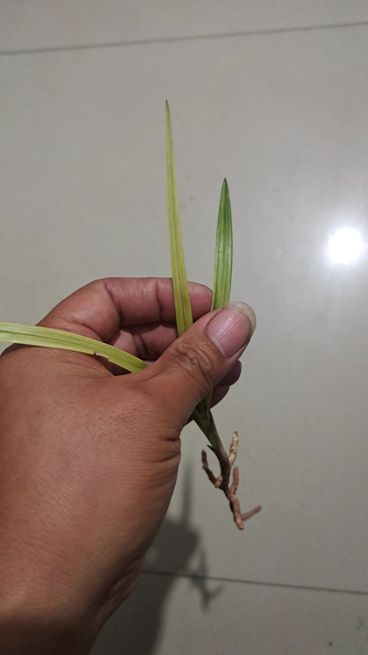 春剑斑艺 色度好一物拍一物以直播截图为准