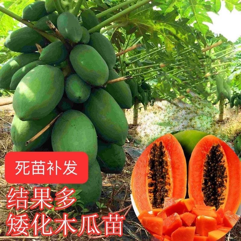 果创满四季水果矮化红心木瓜苗冰糖红肉木瓜高产量种植三个月结果