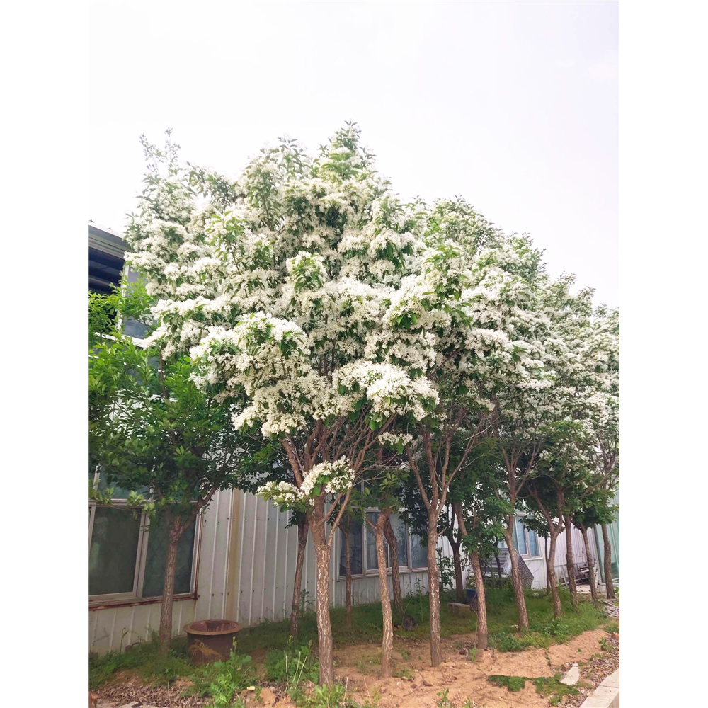 流苏树苗白流苏花树苗盆栽地栽四月雪油根子小苗别墅庭院园林绿化