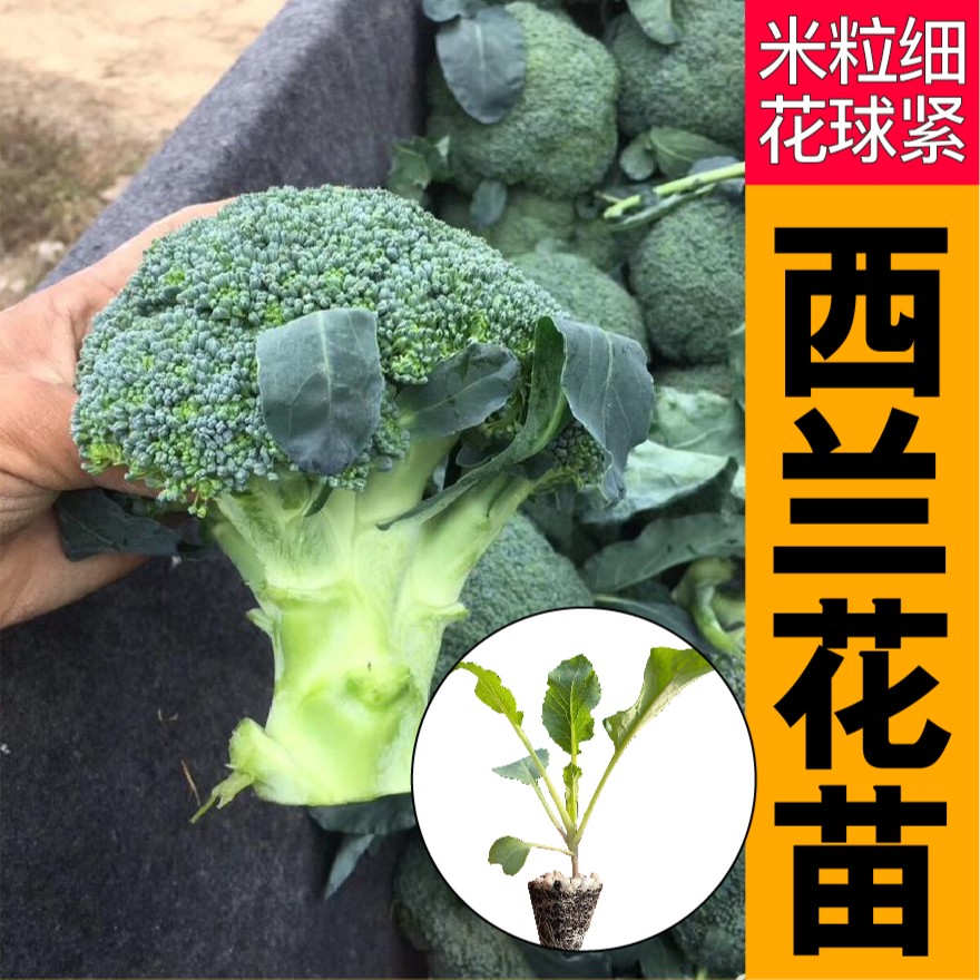 寿光耐寒西兰花苗秧带土球松花菜有机花菜种子四季盆栽秋冬蔬菜苗