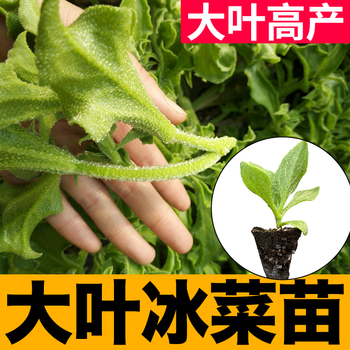 高产重复采收大叶冰菜苗秧带土高钙有机菜冰草种苗四季阳台盆栽