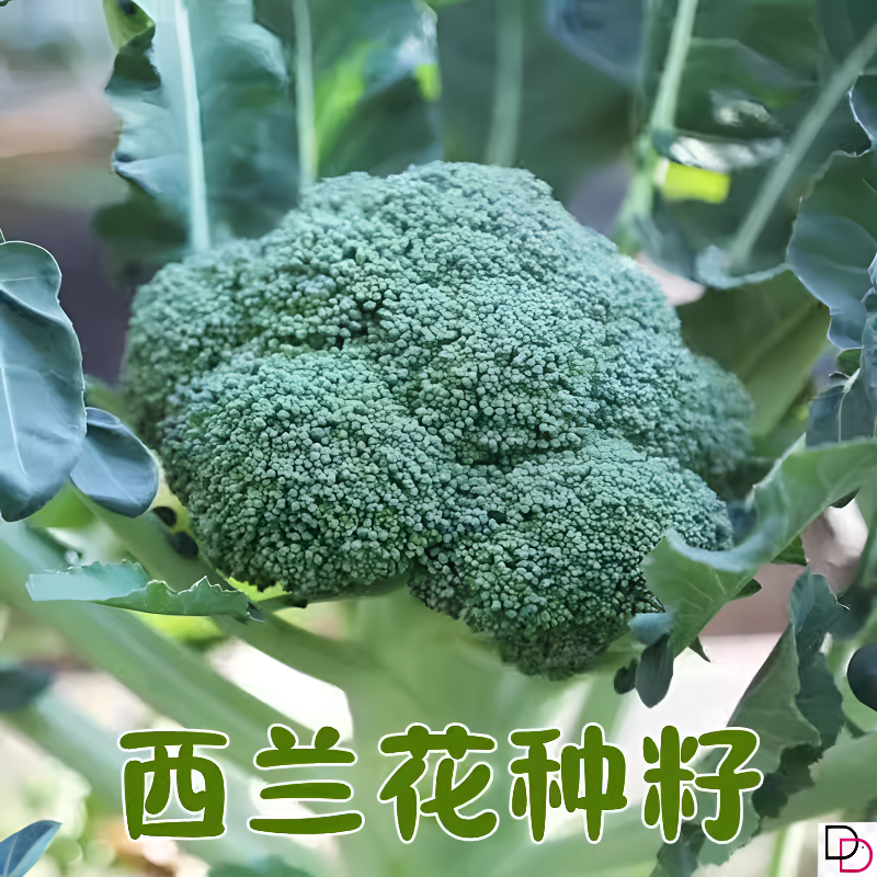 西兰花种籽孑西兰花种子蔬菜花菜种子苗菜花秧苗花苗西兰花菜种籽