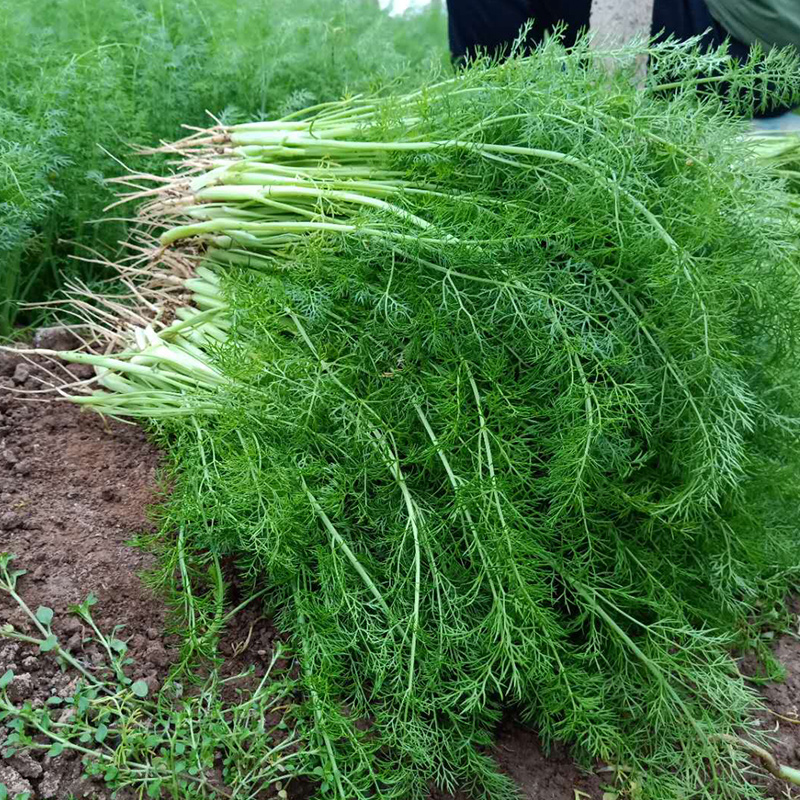 割茬茴香种子茴香种籽四季菜种子大全春夏秋季蔬菜菜种籽农家孑