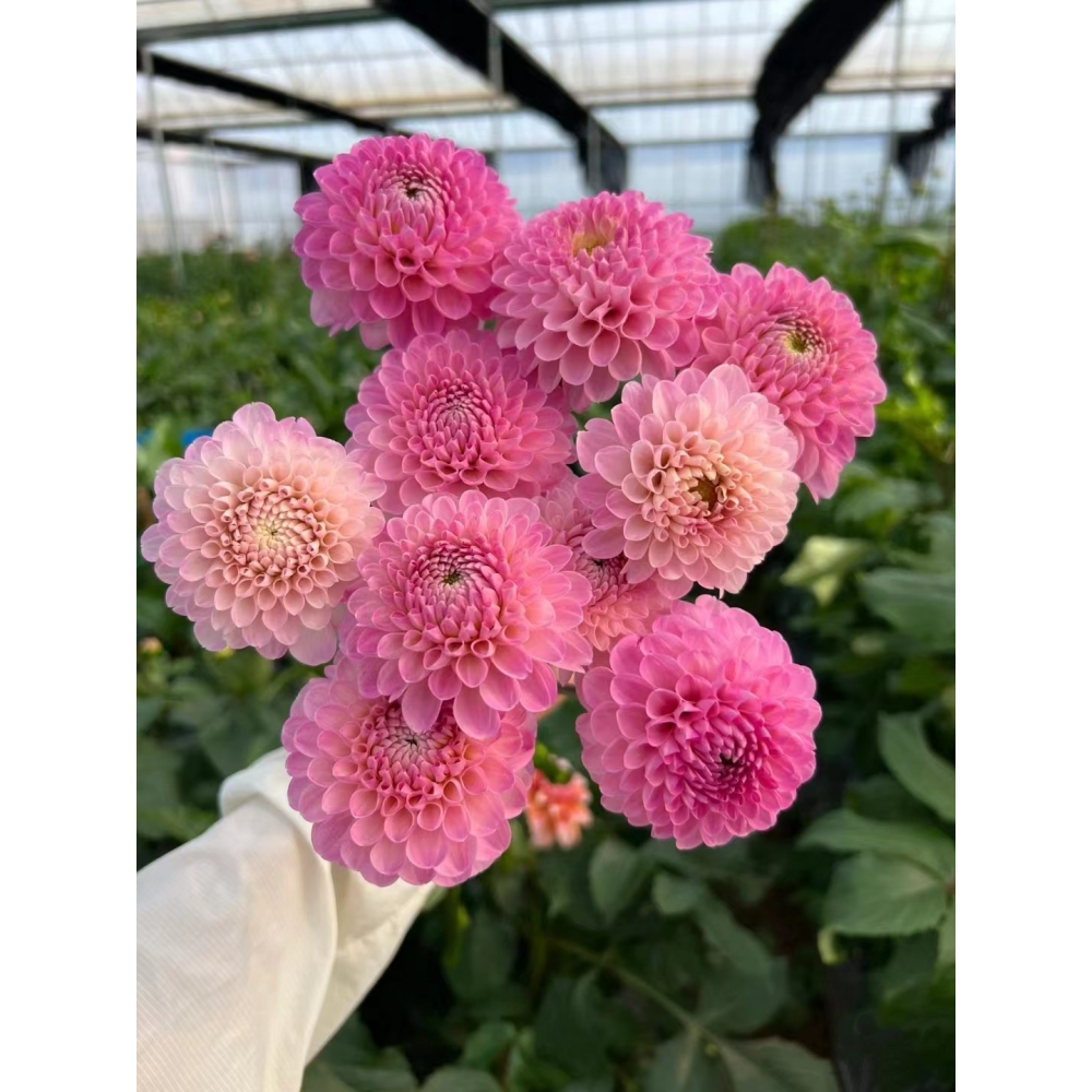 重瓣大丽花种球根茎庭院阳台盆栽地栽多年生花卉地瓜苗花期长易活