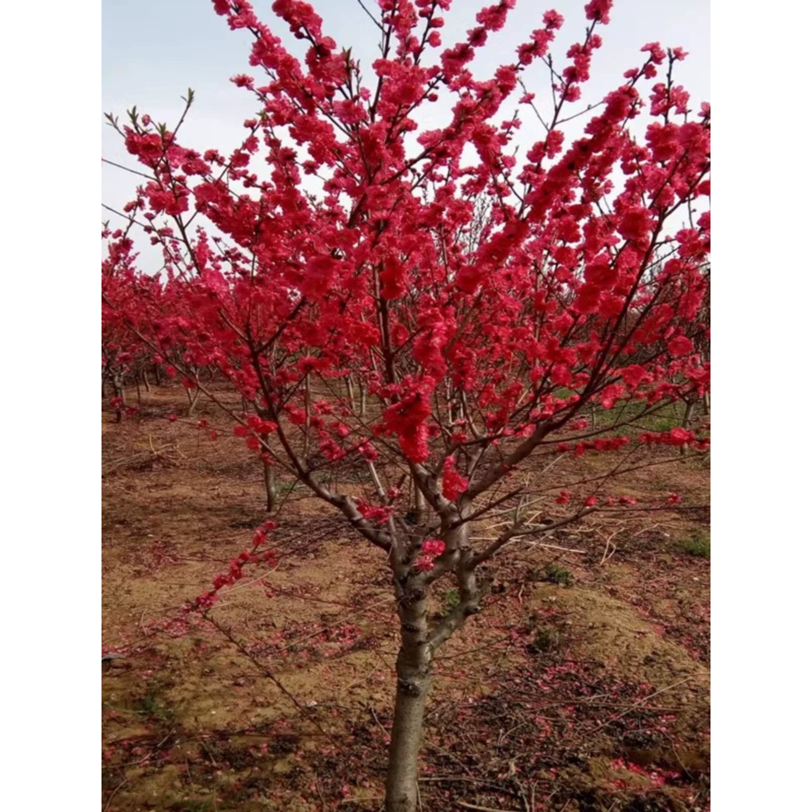 桃花树苗盆栽紫叶碧桃工程绿化苗紫叶别墅风景树庭院观赏阳台植物