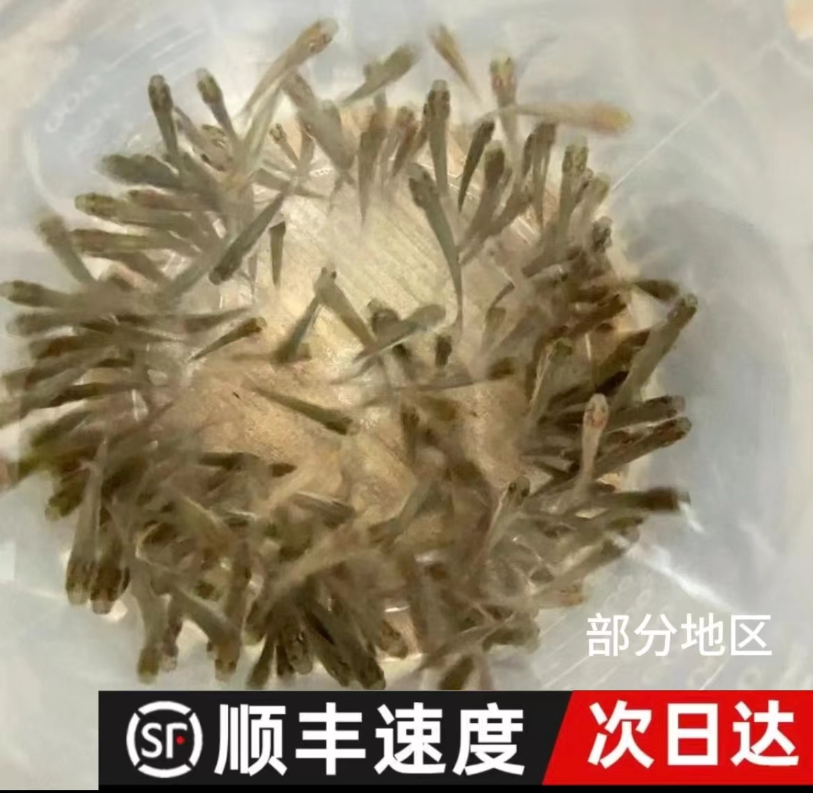 饲料鱼活鱼杂鱼麦穗鱼小人工银龙鱼饲料喂龟开口饲料鱼淡水鱼包活