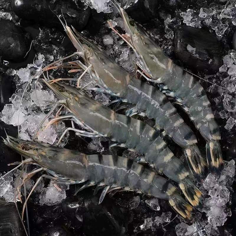 【大琳推荐】黑虎虾2630 深海捕捞大虾 净重3斤 青岛发货