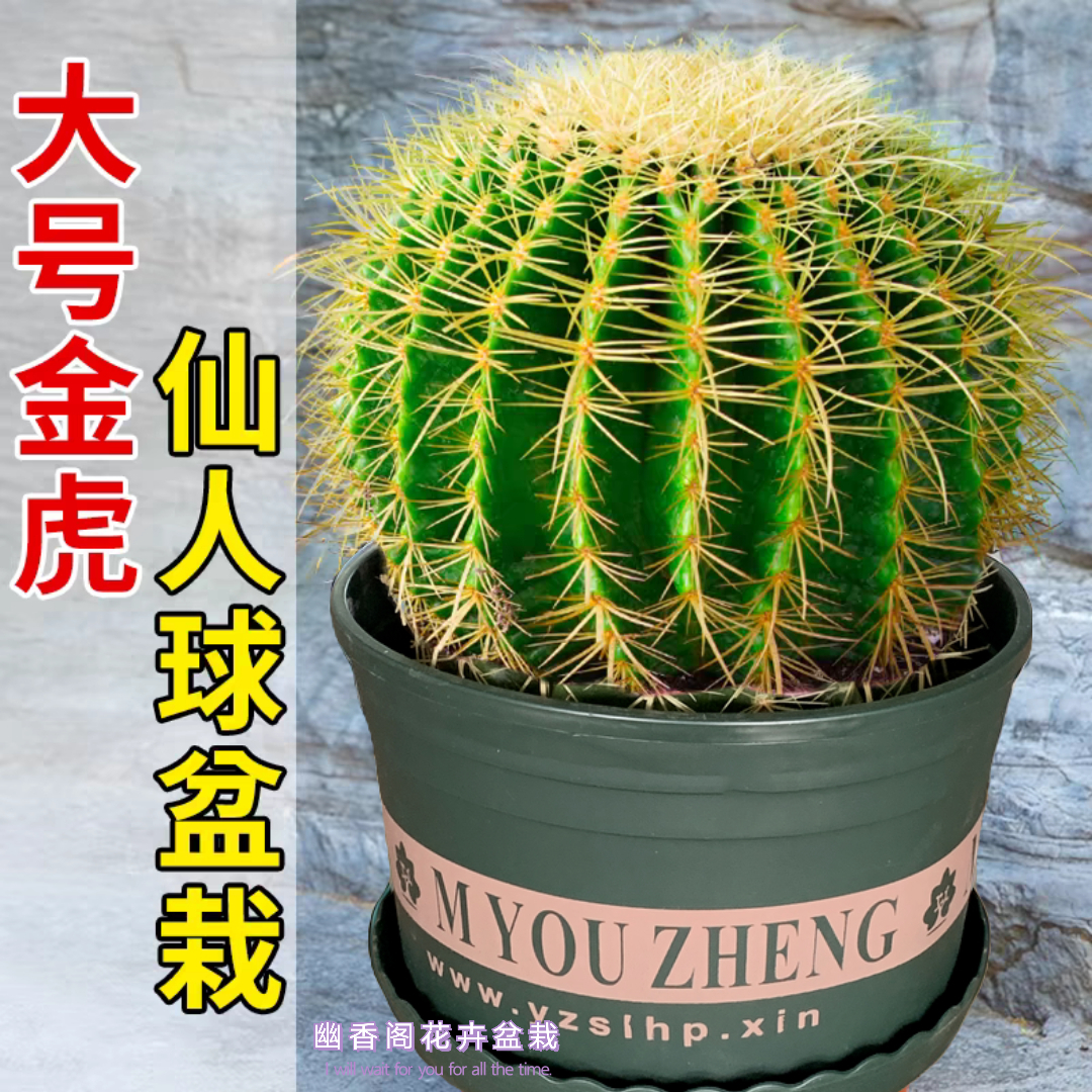 带刺仙人球金虎仙人掌金琥植物好养阳台庭院花卉室内客厅绿植盆栽