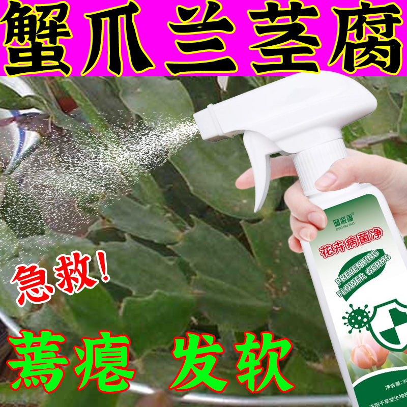 蟹爪兰茎腐病专用肥料营养液抑菌剂软腐黑斑白斑白粉炭疽病免稀释