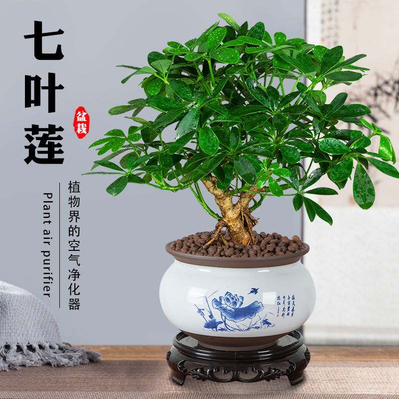 七叶莲盆栽室内鸭脚木盆景客厅八方来四季常青绿植老桩桌面植物