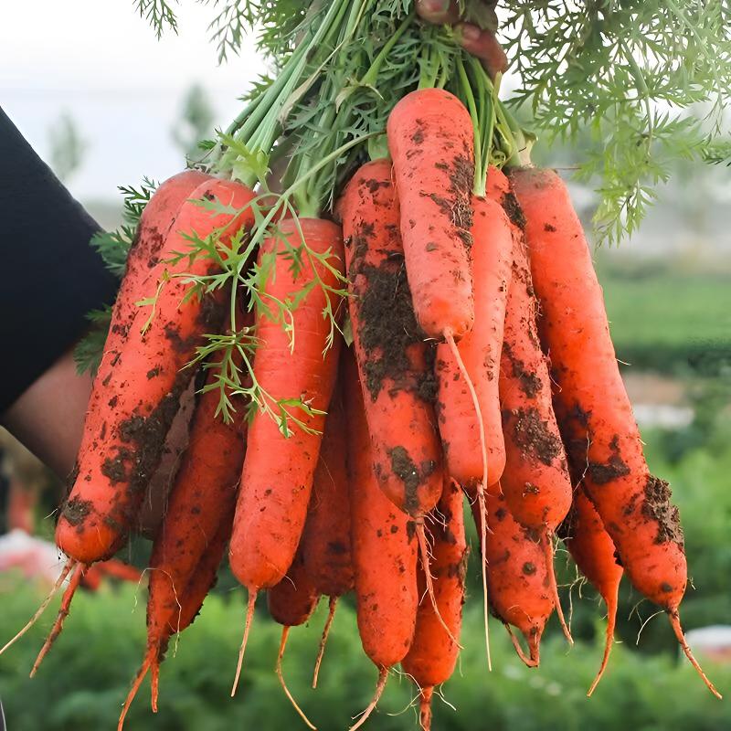 山东潍坊正宗【带泥胡萝卜】新鲜现拔现发农家自种5斤包邮