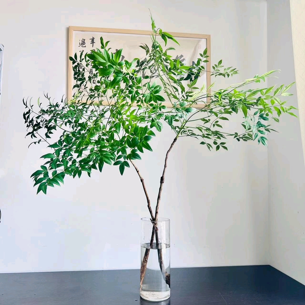 南天竹水培插花绿植盆栽客厅室内家居装饰办公桌面禅意马醉木平替