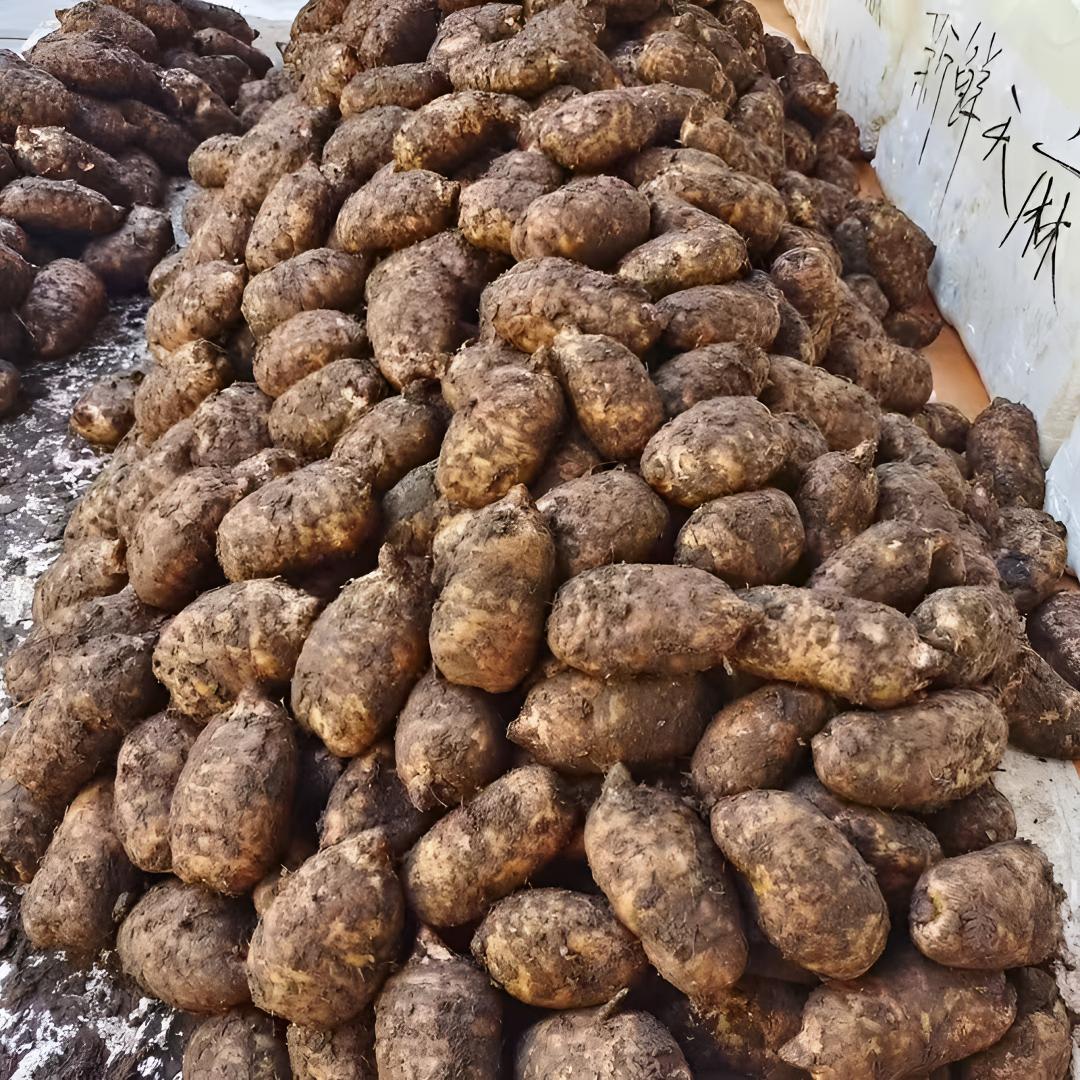 正宗【新鲜乌天麻】原产地云南昭通彝良小草坝产地直发炖鸡煲汤泡酒