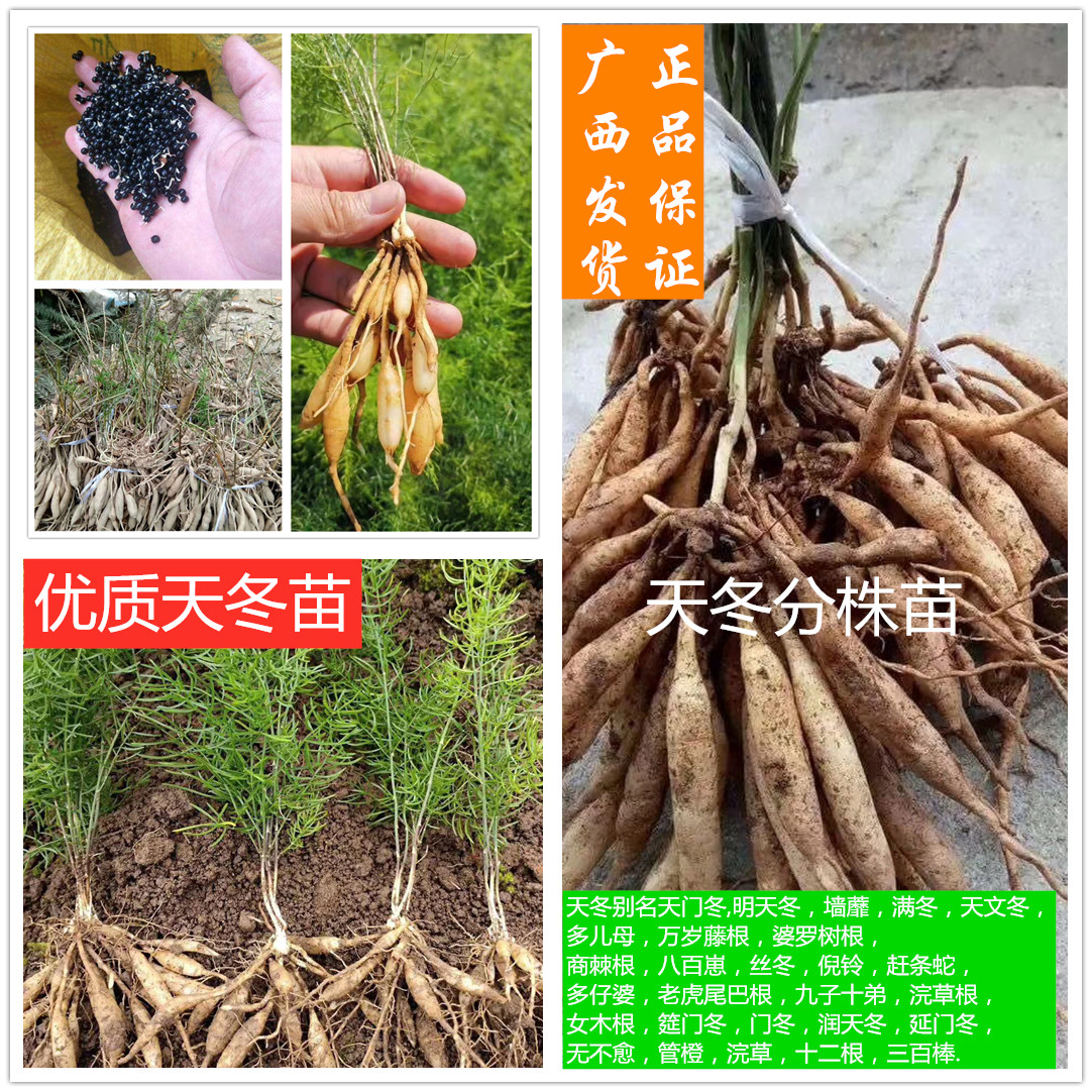 广西正宗高产良种大天冬中草药天冬种子种苗发芽率高抗冷包邮