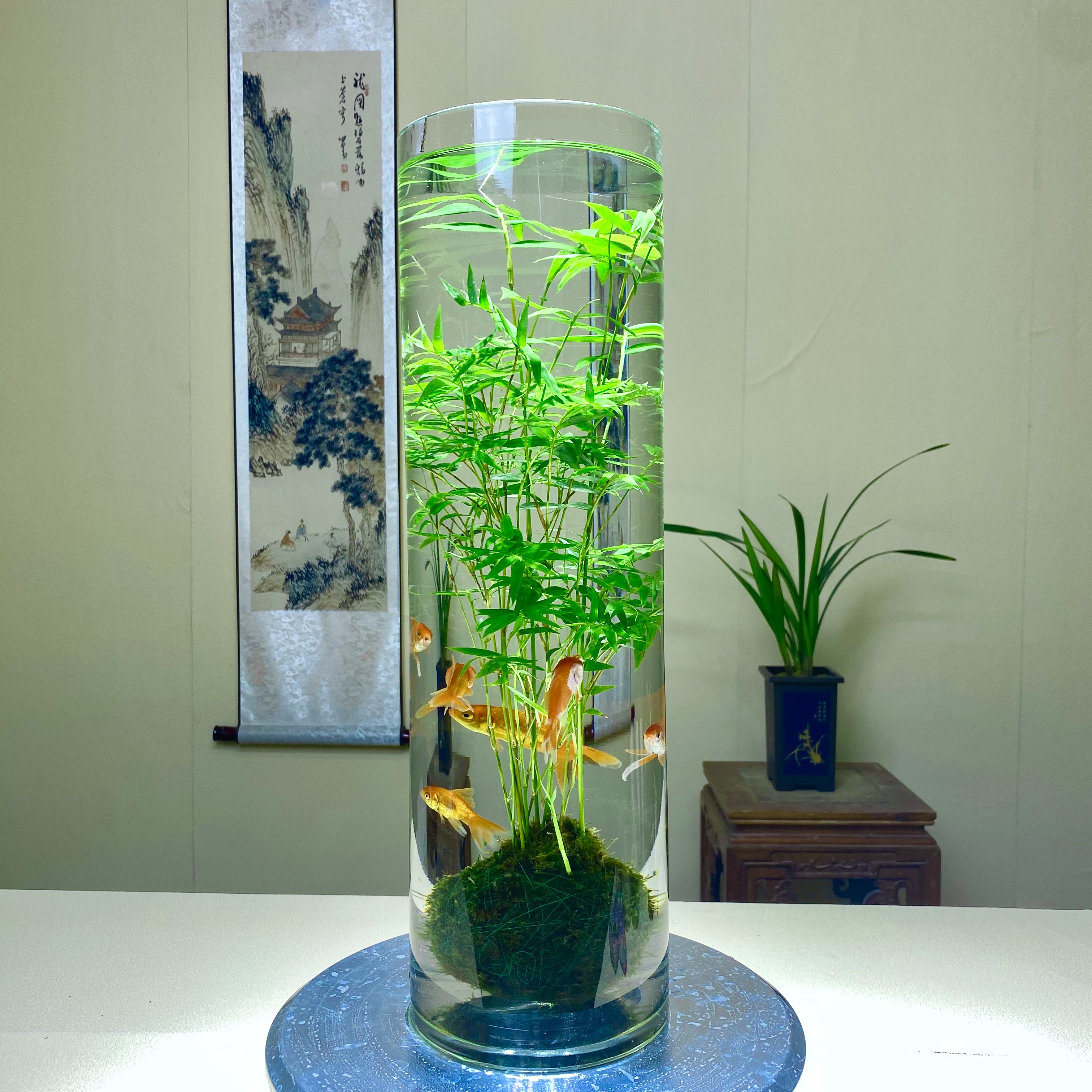 观音竹苔藓水培庭院微景观植物玻璃钢桌面盆景别墅造景绿植茶室