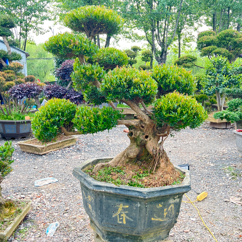 原生小叶赤楠一物一拍老桩庭院室内