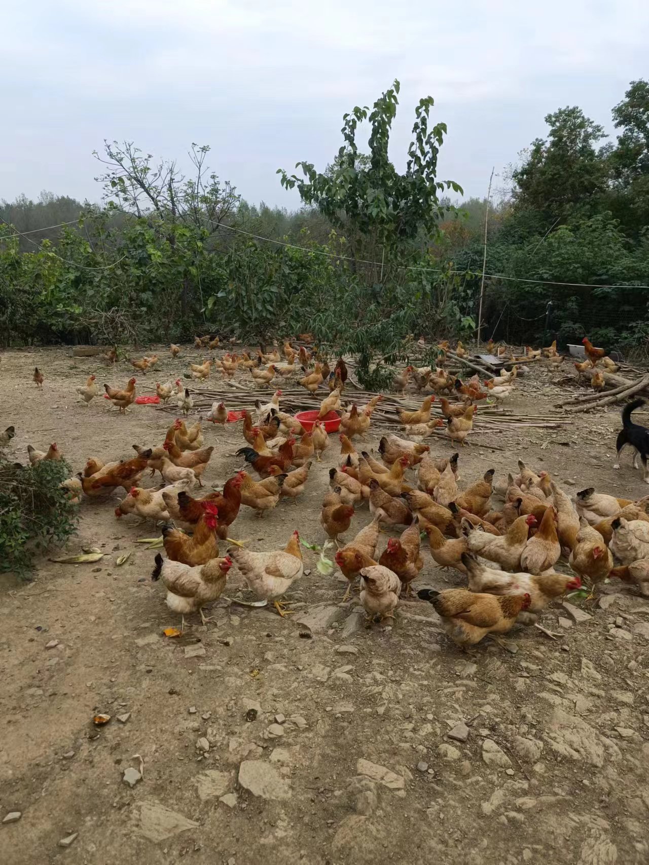 农家散养大公鸡（叫公鸡/线鸡/阉鸡）1只顺丰包邮