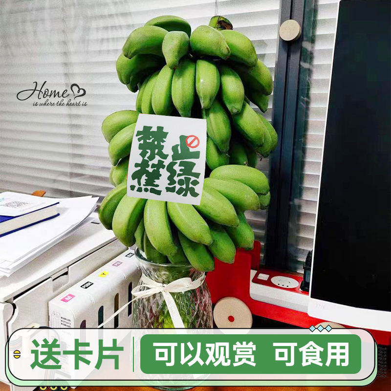 【禁止蕉绿】一整串带杆苹果蕉水培香蕉桌面新鲜小米蕉绿植现摘观赏