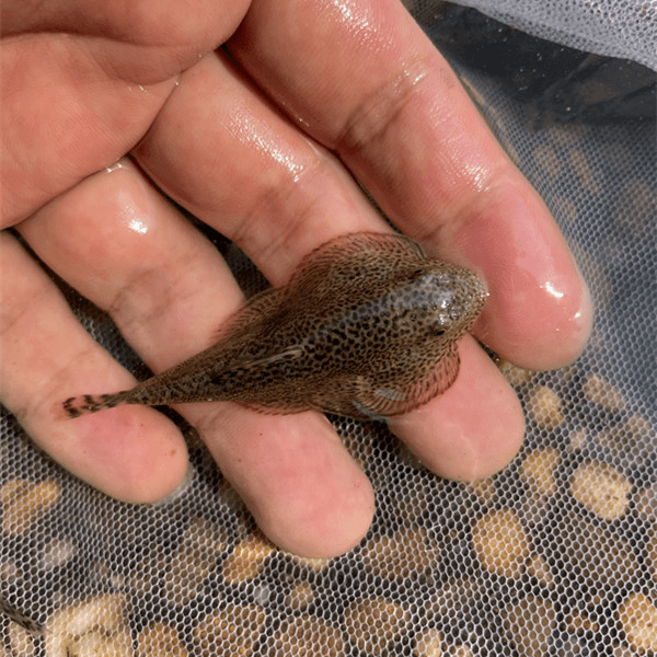 贵州爬岩鳅溪流爬岩鳅冷水清洁工淡水工具鱼擦玻璃净化鱼缸吃垃圾