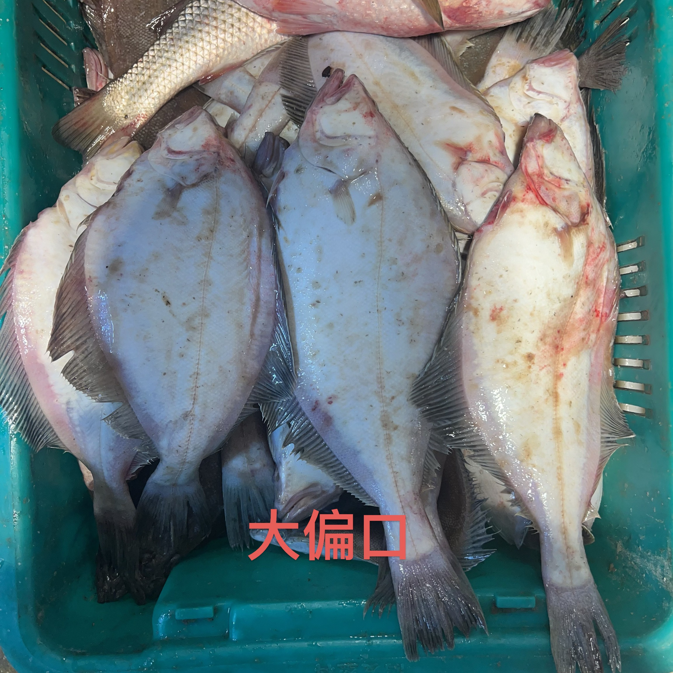 大连野生新鲜偏口鱼长脖鱼（4斤）冷冻发货包邮