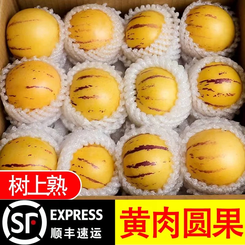 【只卖果王】正宗石林人参果黄肉圆果特大果新鲜当季黄心超甜整箱