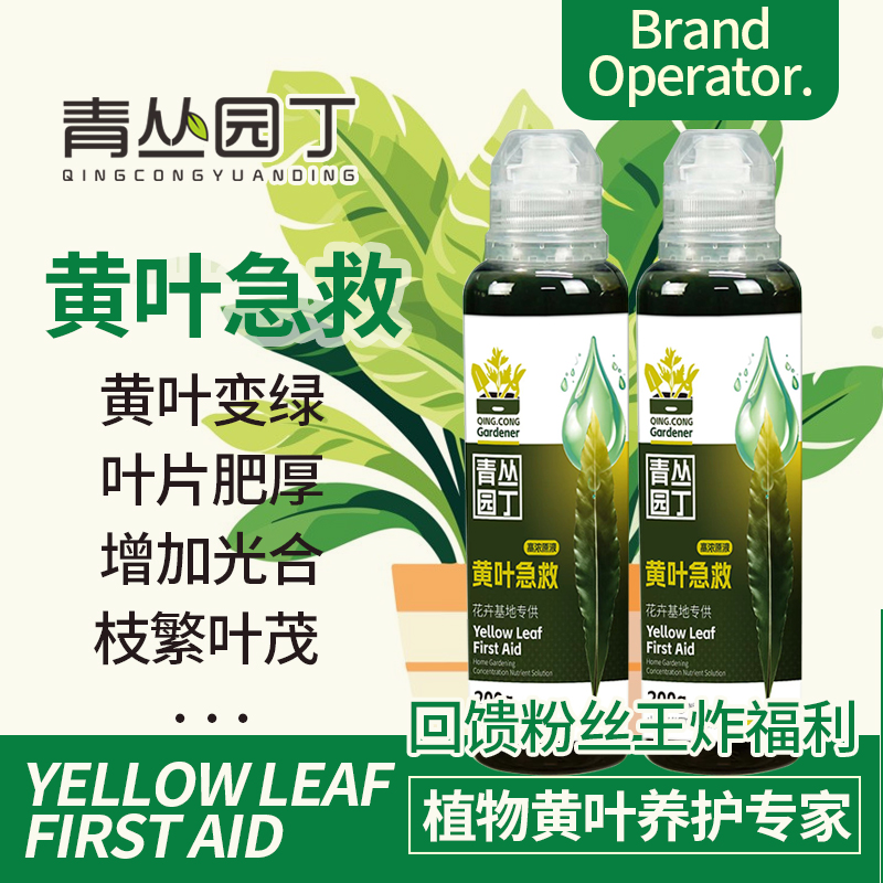 青丛园丁黄叶/急救花卉绿植黄叶叶片肥厚增强光合作用枝繁叶茂