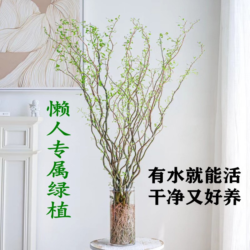 【1.5-1.7米】国风鲜支龙柳水培植物四季好养遇水发芽懒人绿植软装