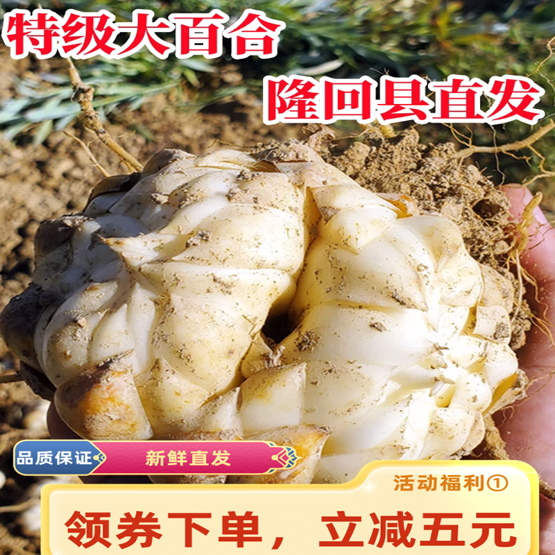 2025年新货现挖湖南隆回龙牙百合农家特产药食同源非兰州龙山百合