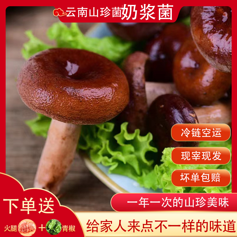 新鲜奶浆菌云南野生菌食用蘑菇菌子农家美味食材顺丰冷链发货250g