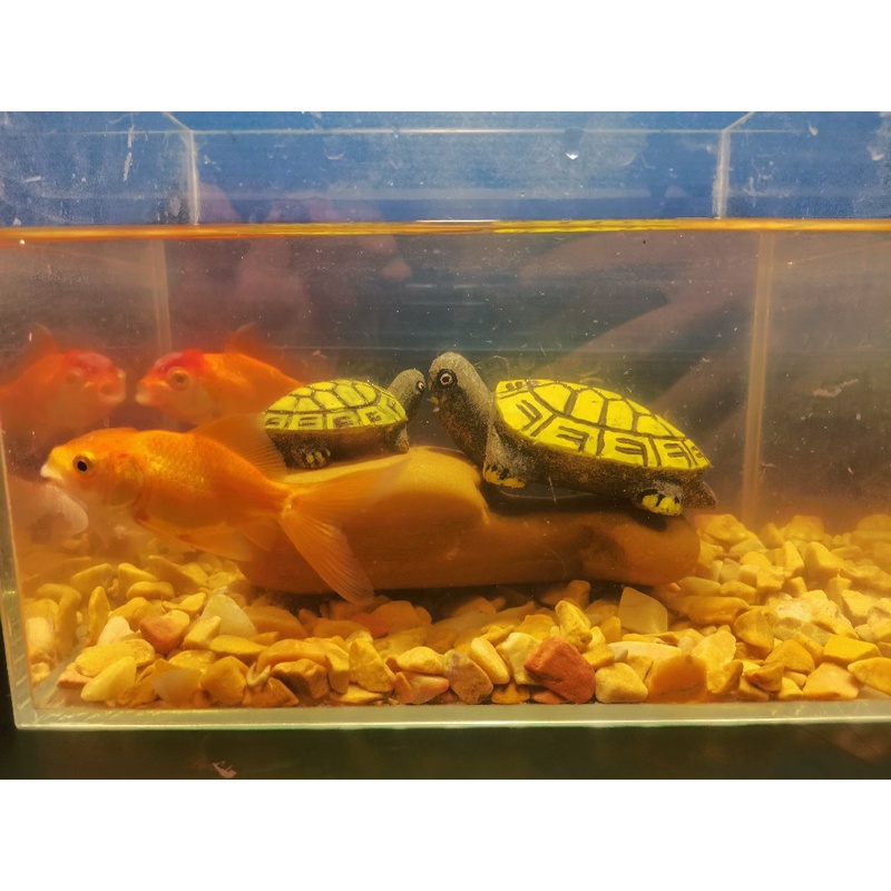 黄蜡石小石碎石鱼缸龟缸铺缸底砂造景发色适合各种小青龟鱼包邮