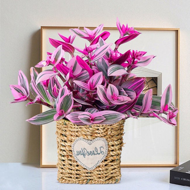 油画婚礼吊兰盆栽室内观叶植物绿植四季花卉吊兰绿植盆栽