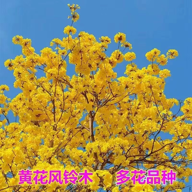 黄花风铃木树苗多花金花风铃木小苗紫花风铃树庭院观花盆栽地栽