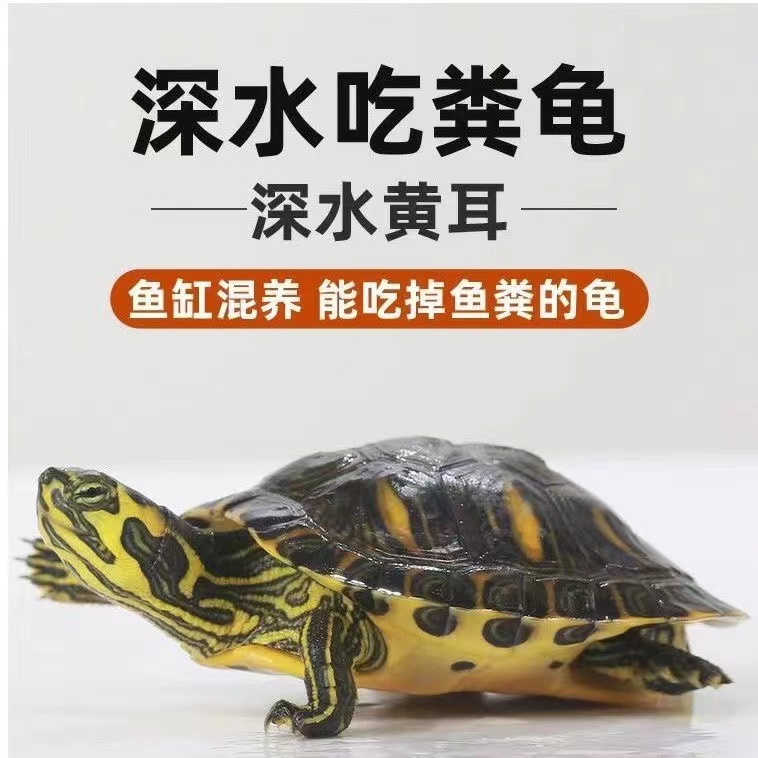 鱼缸混养深水龟黄耳吃粪龟纯种稀有侧劲冷水族观赏宠物小乌龟活物