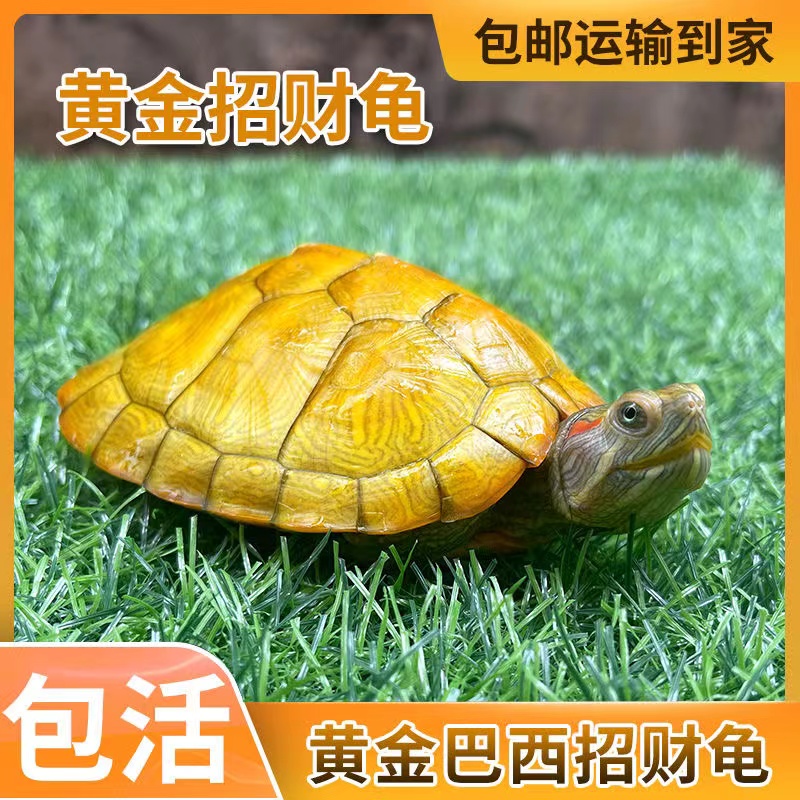 【巴西龟】纯种巴西龟招财龟活物观赏宠物龟小乌龟招财黄金龟