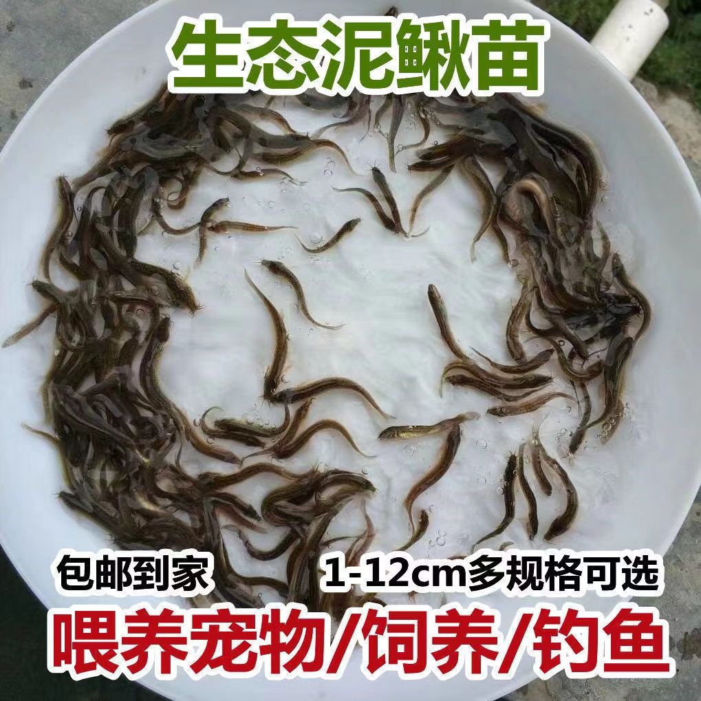 泥鳅苗鲜活喂养宠物钓鱼龙鱼活饵乌龟饲料泥鳅养殖淡水观赏鱼垂钓