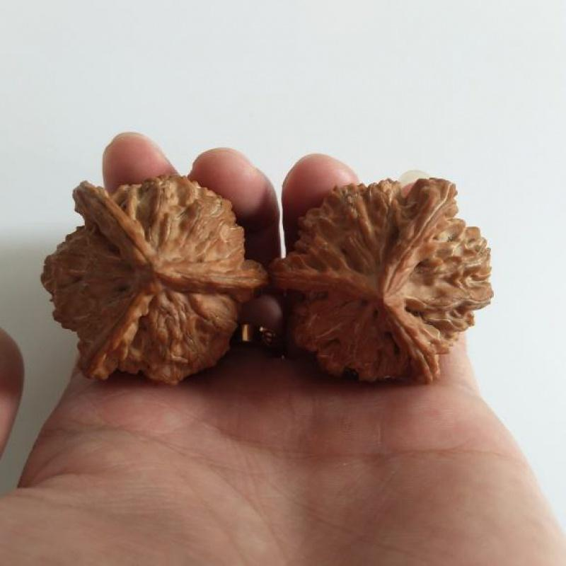 文玩核桃树苗嫁接京八棱核桃 蛤蟆头核桃树苗南北方种植