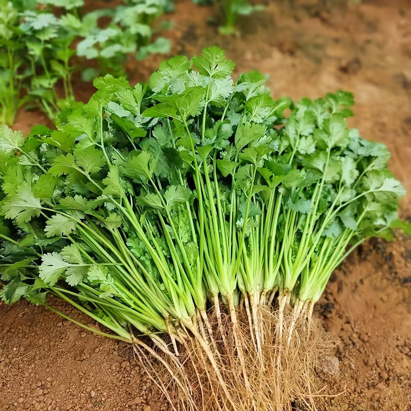 四季香菜种子芫荽种籽盆栽地栽 15克