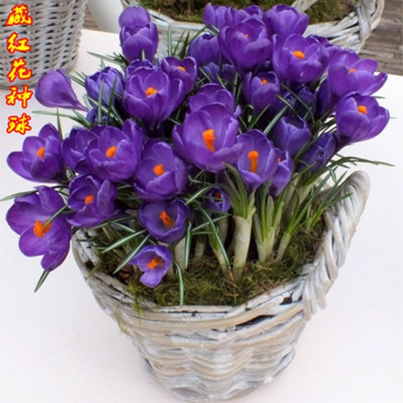 【新疆包邮】藏红花种球室内外盆栽花卉番红花家庭园艺耐寒植物