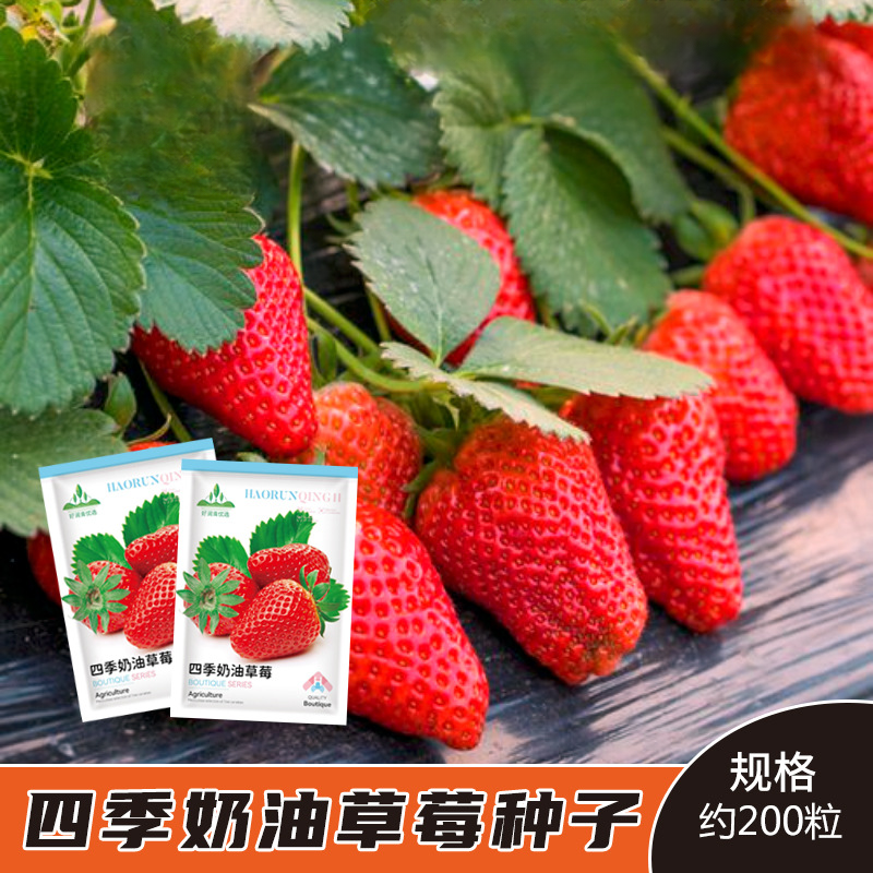 【新疆包邮】四季奶油草莓种籽室内阳台盆栽